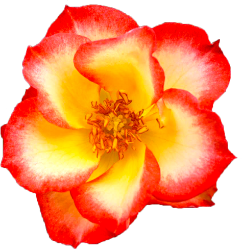 赤と白色のバラの花の切抜き画像3