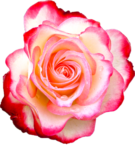 赤と白色のバラの花の切抜き画像4