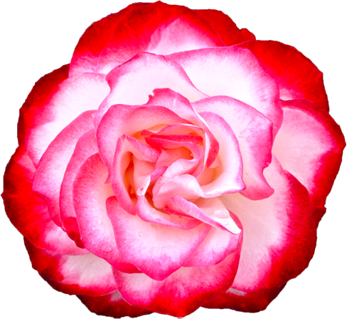赤と白色のバラの花の切抜き画像5