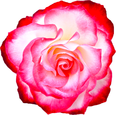 赤と白色のバラの花の切抜き画像6