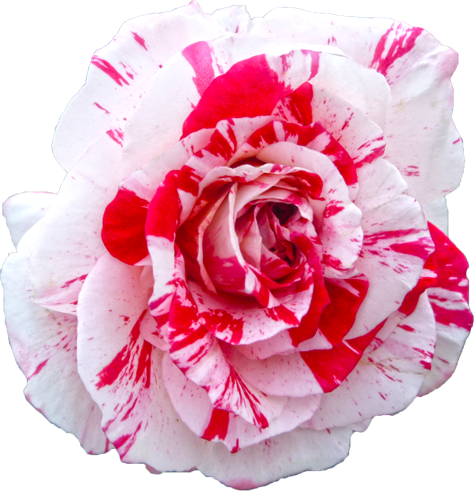 赤と白色のバラの花の切抜き画像7