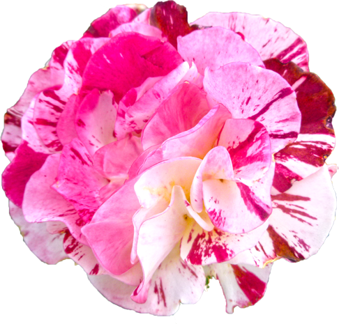 赤と白色のバラの花の切抜き画像8