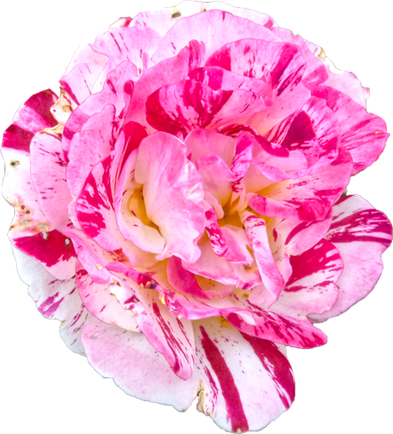 赤と白色のバラの花の切抜き画像9