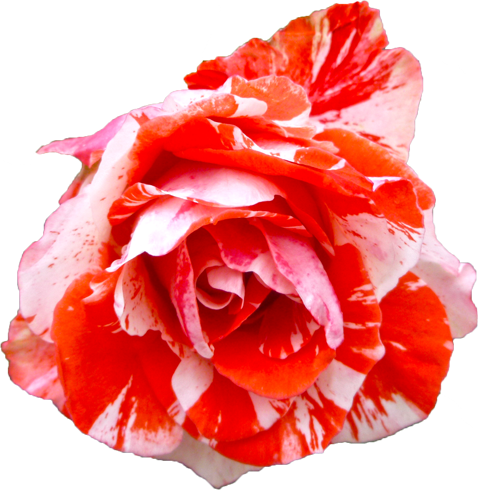 赤と白色のバラの花の切抜き画像10