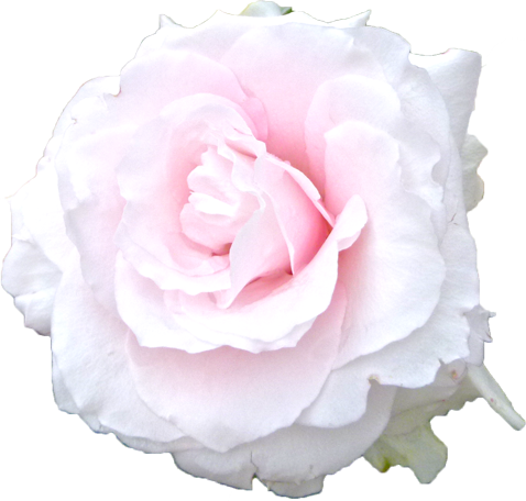 白色のバラの花の切抜き画像1