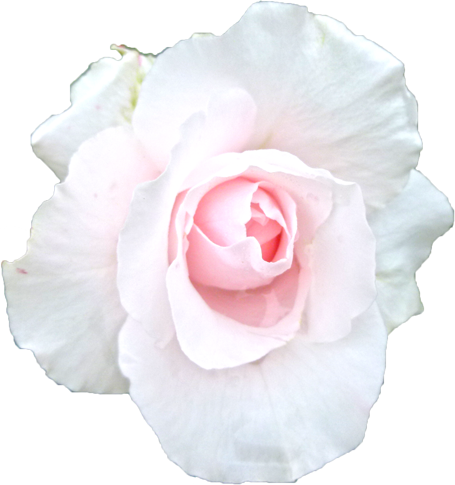 白色のバラの花の切抜き画像2