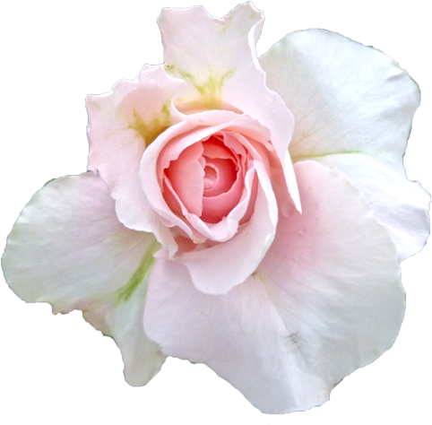 白色のバラの花の切抜き画像3
