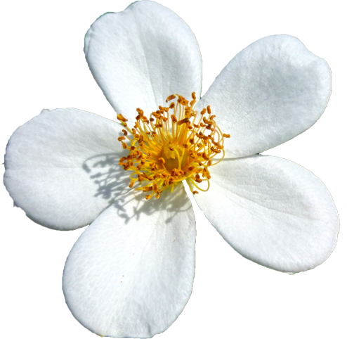 白色のバラの花の切抜き画像4