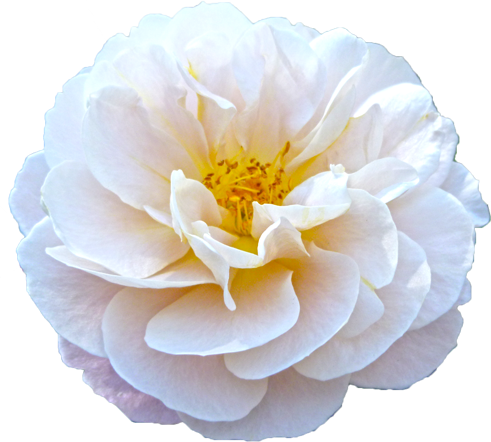 白色のバラの花の切抜き画像5