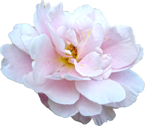 白色のバラの花の切抜き画像6