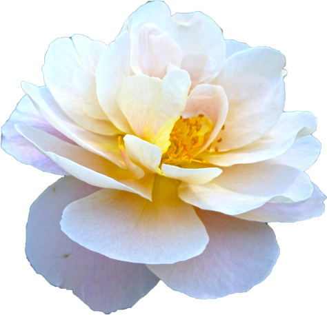 白色のバラの花の切抜き画像7