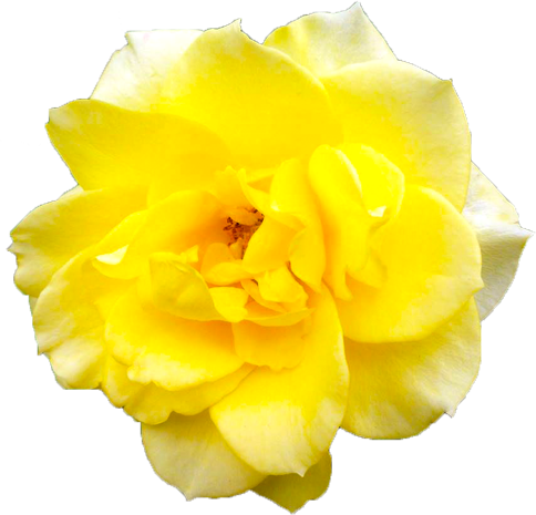 黄色のバラの花の切抜き画像1
