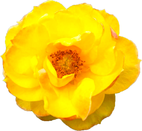 黄色のバラの花の切抜き画像3