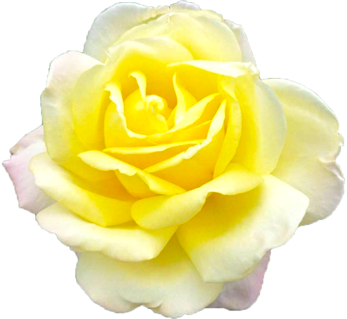 黄色のバラの花の切抜き画像4