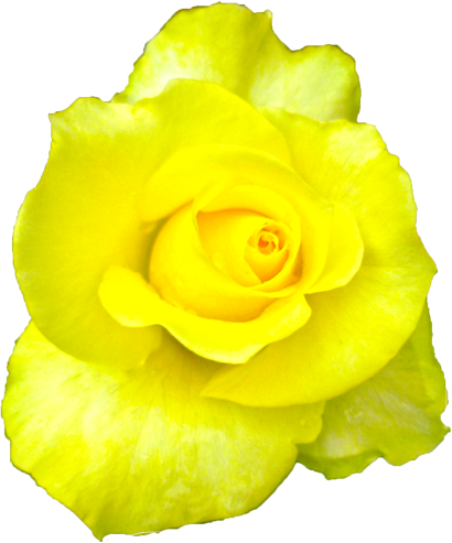 黄色のバラの花の切抜き画像5