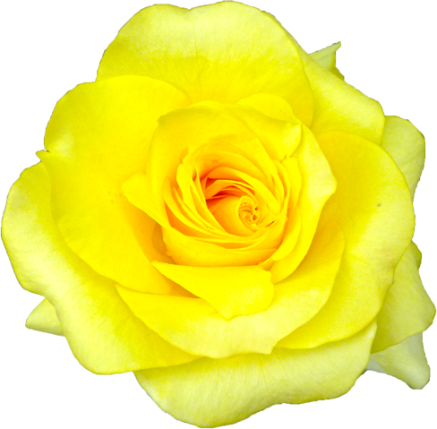 黄色のバラの花の切抜き画像6