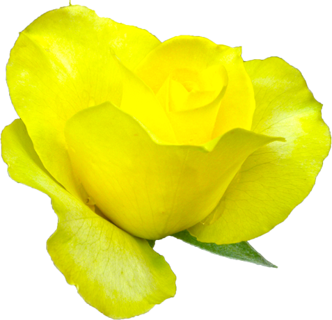 黄色のバラの花の切抜き画像7