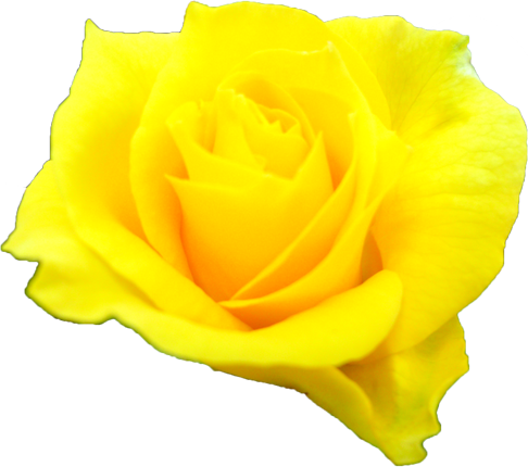 黄色のバラの花の切抜き画像10