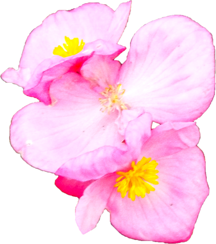 ベゴニアの花の切抜き画像1