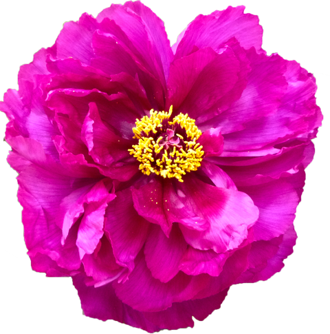 ボタンの花の切抜き（ピンク）画像1