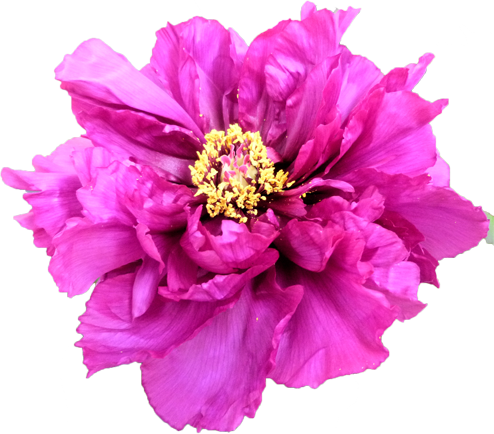 ボタンの花の切抜き（ピンク）画像2