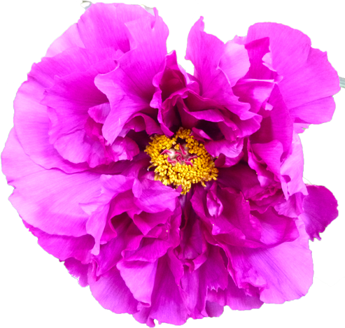 ボタンの花の切抜き（ピンク）画像3