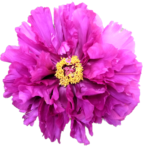 ボタンの花の切抜き（ピンク）画像4