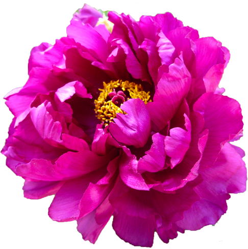 ボタンの花の切抜き（ピンク）画像5