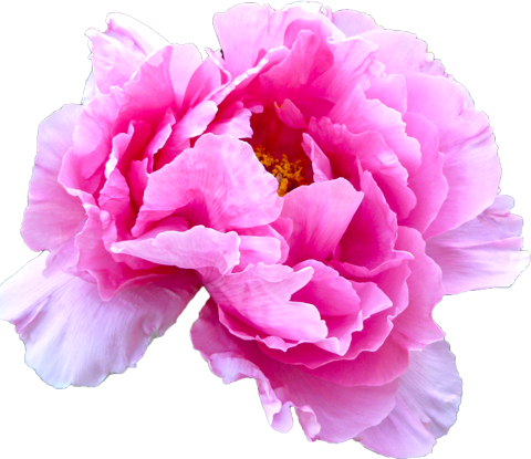ボタンの花の切抜き（ピンク）画像6