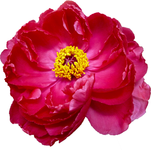 ボタンの花の切抜き（赤）画像1