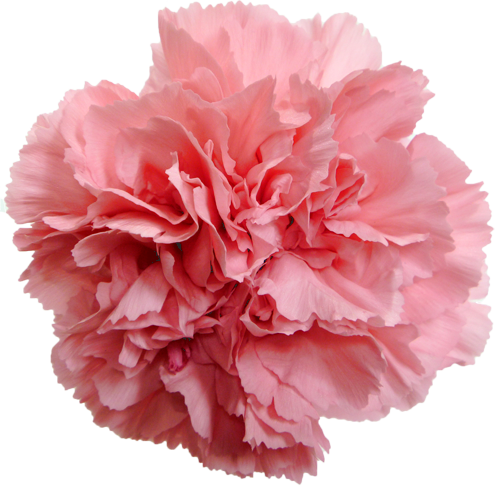 カーネーションの花の切抜き（ピンク）画像1