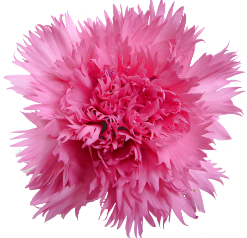 カーネーションの花の切抜き（ピンク）画像2