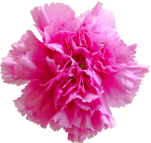 カーネーションの花の切抜き（ピンク）画像3