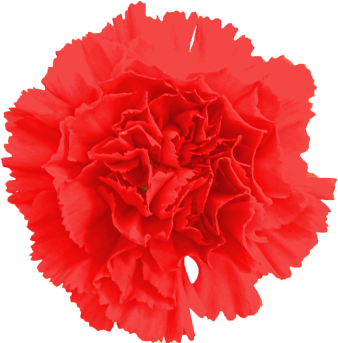 カーネーションの花の切抜き（赤）画像1