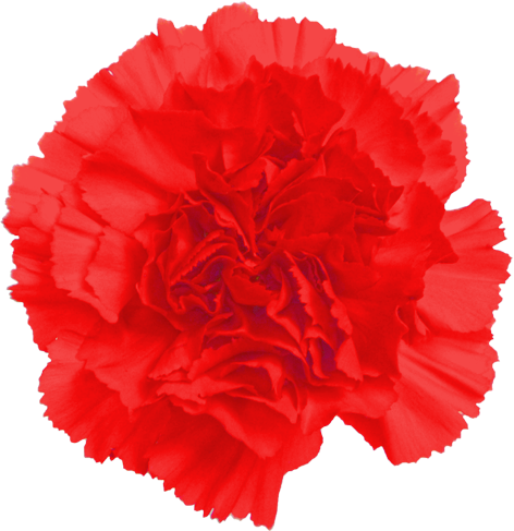 カーネーションの花の切抜き（赤）画像2
