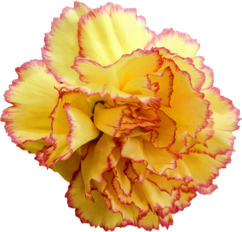 カーネーションの花の切抜き（黄）画像1