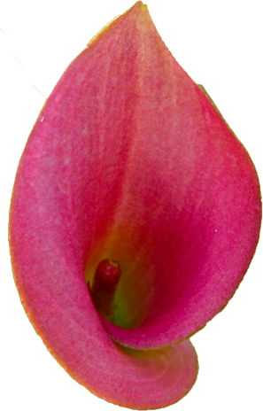 カラーの花の切抜き（赤）画像1