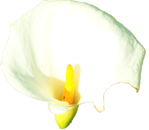 カラーの花の切抜き（白）画像1