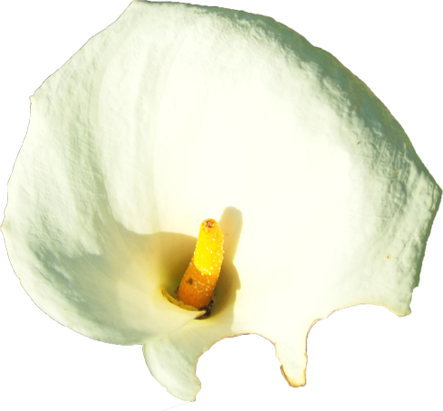 カラーの花の切抜き（白）画像2