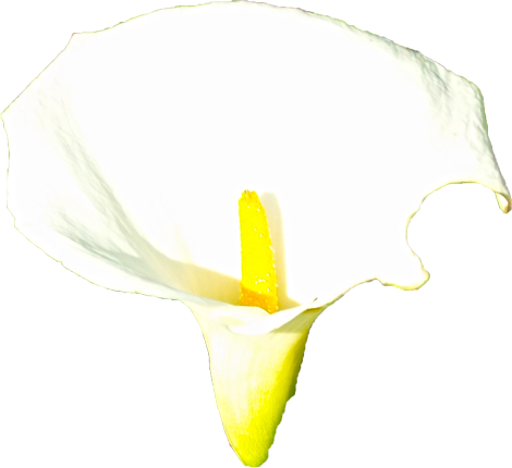 カラーの花の切抜き（白）画像3