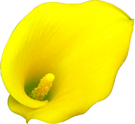 カラーの花の切抜き（黄）画像1