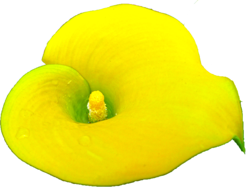 カラーの花の切抜き（黄）画像2