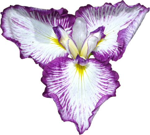 ハナショウブの花の切抜き画像4