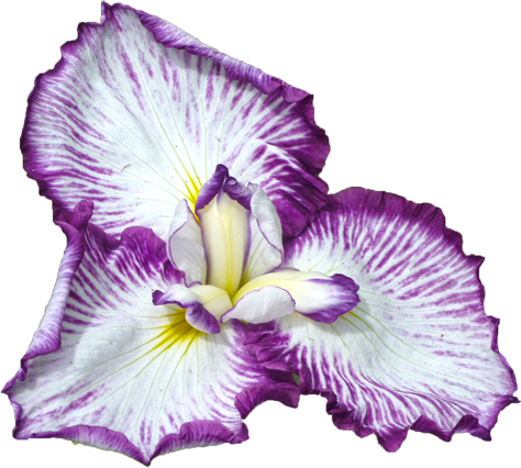 ハナショウブの花の切抜き画像7