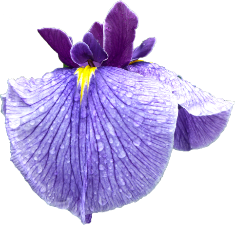 ハナショウブの花の切抜き画像8