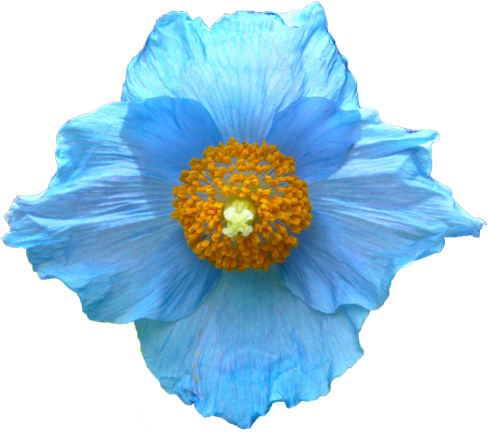 ヒマラヤケシの花の切抜き画像5