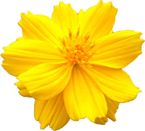 キバナコスモスの花の切抜き画像1