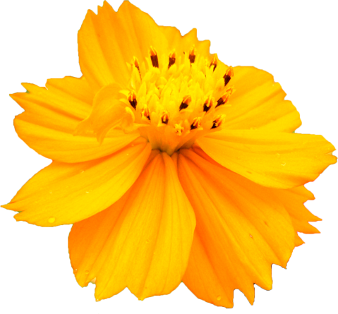 キバナコスモスの花の切抜き画像2