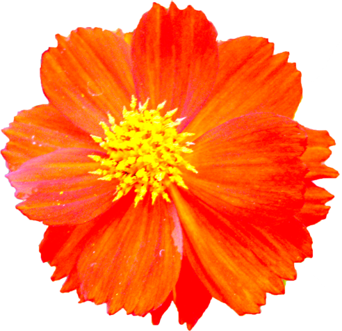 キバナコスモスの花の切抜き画像3