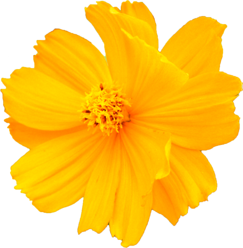キバナコスモスの花の切抜き画像4